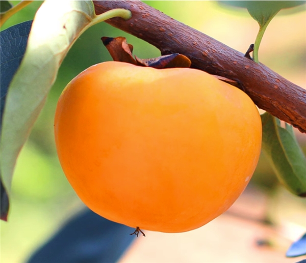 兴攀农场优质水果秋季上新：新鲜脆柿