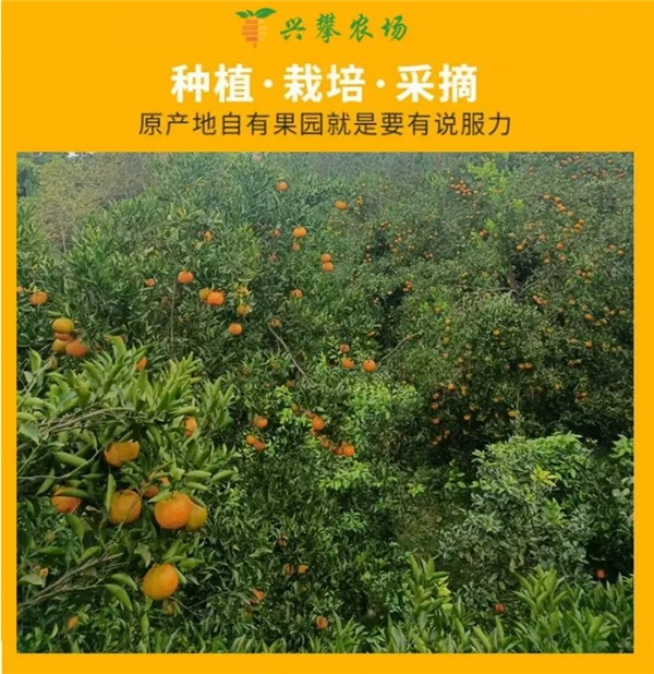 兴攀农场自有果园初冬上新：四川椪柑，鲜嫩多汁