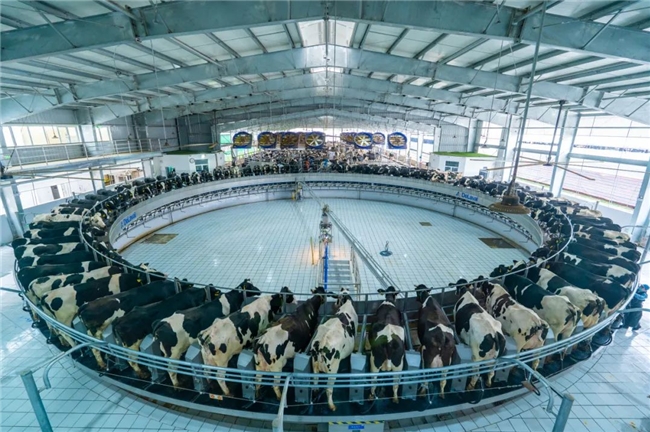 正式揭牌！上海金山奶牛科技小院揭牌仪式顺利举行