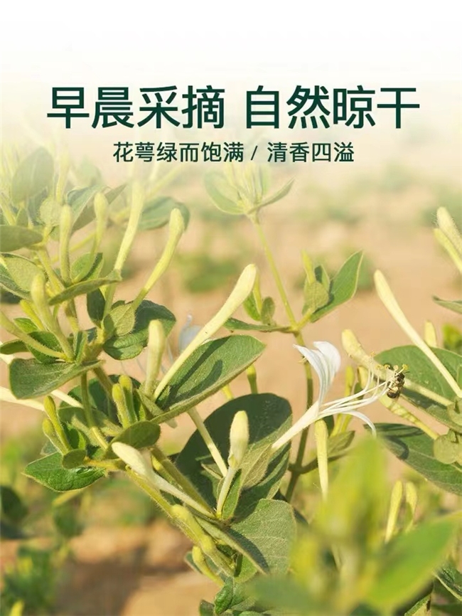 生态养殖—金银花茶