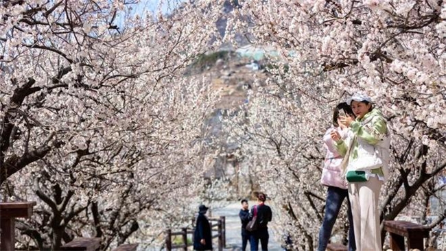 웨이하이시 원덩구: '꽃' 경제가 농촌 관광에 새로운 활력을 불어넣습니다