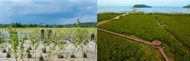 滨海生态再添新绿 各方聚力共护生物多样性 马爹利在琼粤两地同步启动红树林保护项目第三阶段工作