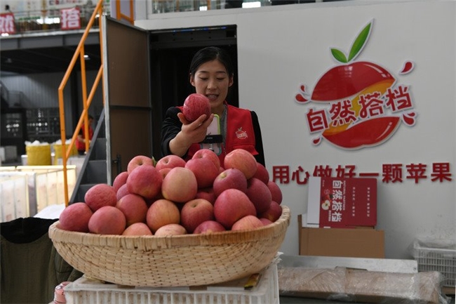  Yan'an Apple Production, Supply and Marketing Forum: Build a docking platform and build a "local specialty" development highland