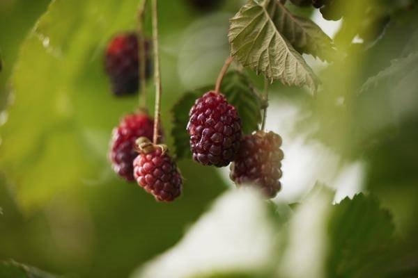 波森莓——自然界的抗氧化翘楚，新西兰尼尔森的传奇浆果