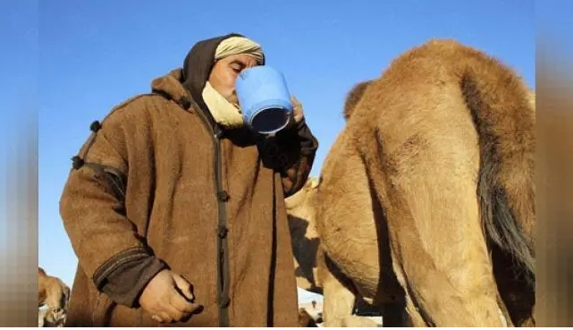 骆驼奶，人类的营养宝库
