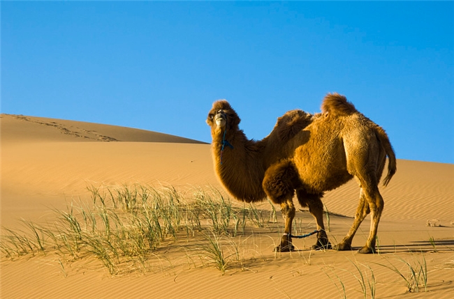骆驼奶，营养与健康的双重保障