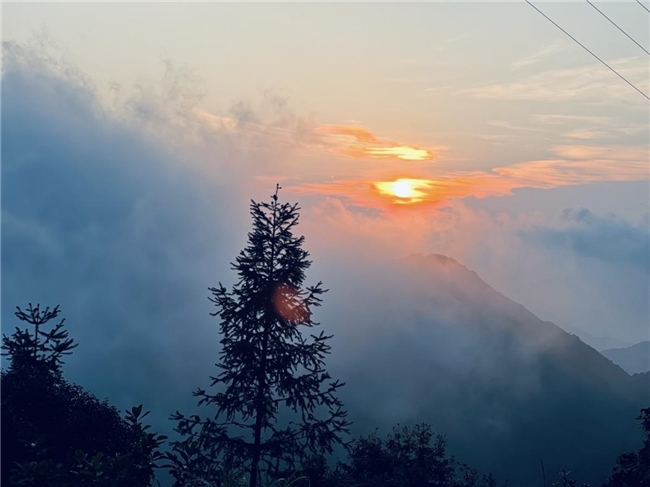 寻茶者有遇：他是深山古茶树的守护人