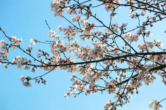 花开有期，共享春色 —— 河南师范大学软件学院成功举办春日摄影大赛