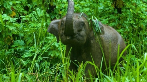 伊利潘剛：對生物多樣性的關(guān)注就是對未來的關(guān)注