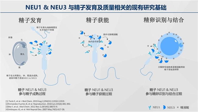 唾液酸酶图片