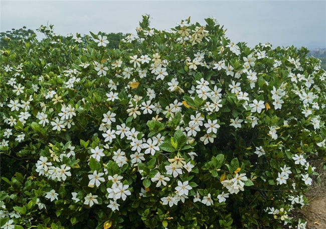 “銀杏樹(shù)”：供應(yīng)高品質(zhì)梔子果，賦能色素與大健康行業(yè)