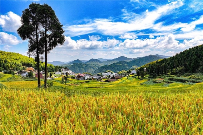 组图丨稻谷飘香秋收忙 美丽乡村好“丰”景