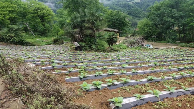 農民變管家，管好大田管好家