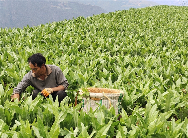 南華紅土坡鎮(zhèn)：“小貢菜”種出增收“大希望”