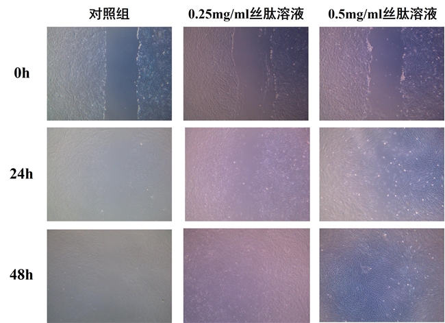 丝研生物 | 重磅原料「芯丝素™」丝素肽上市，引领「丝素蛋白」研发新高
