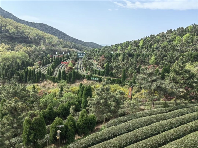 日照绿茶香飘央视舞台：一杯绿茶里的匠心与山海情怀