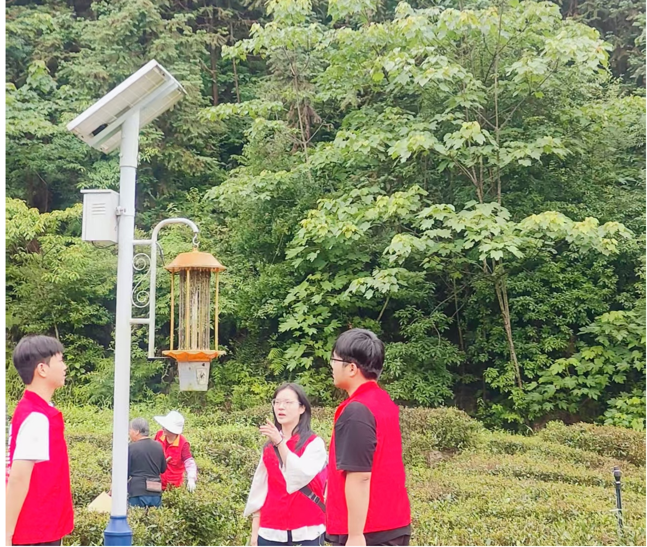 江西修水:大学生创新团队引领宁红茶技术革命,智能虫控与光萎凋技术助农增收
