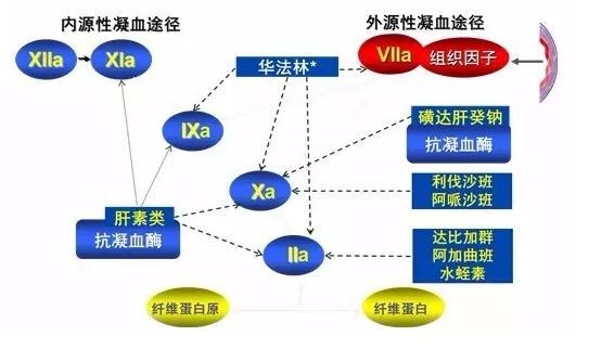 全面剖析水蛭素功效，水蛭素排名前10，哪款水蛭素更适合血管斑块