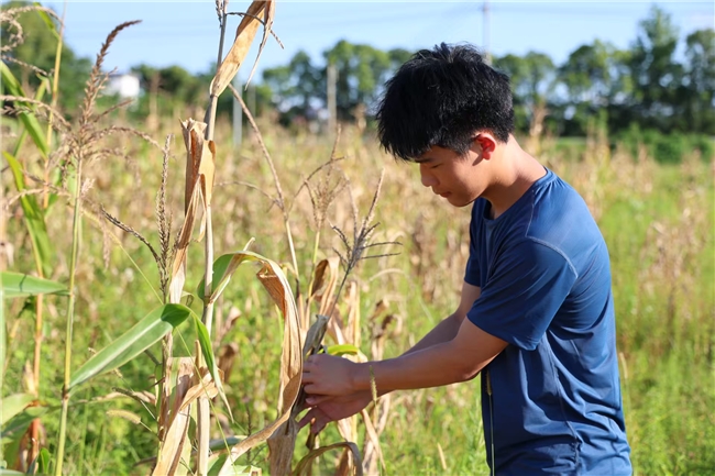 青穗摇金处，青春助农时——江西师范大学科学技术学院“星火传馨，心聆共鸣”暑期社会实践队书写田野间的青春诗行