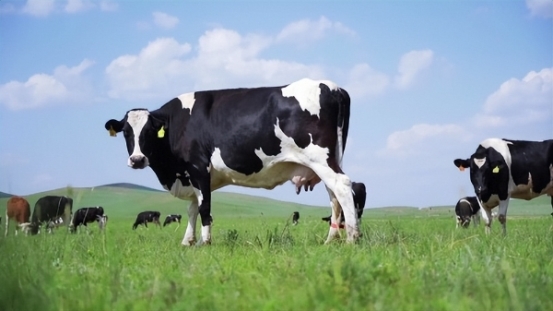 国产奶粉品牌金领冠 以70年匠心探索铸就非凡品质