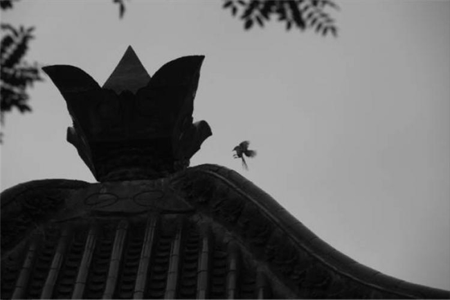 三位著名摄影师镜头下的 “少林高僧”，不同视角的少林影像诠释
