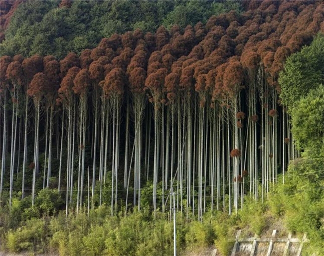 水与混凝土的对话：柴田敏雄镜头里的当代风景
