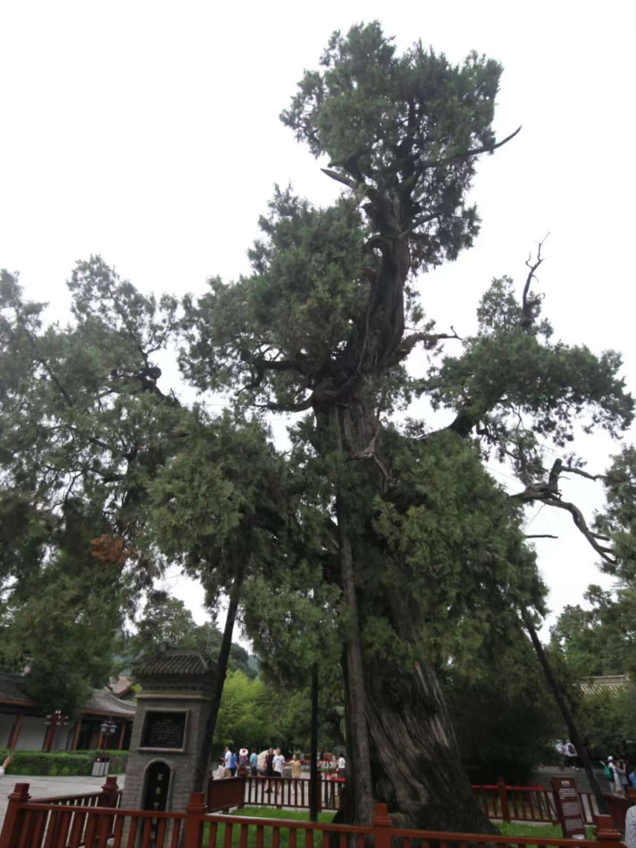 黄帝古柏2·.jpg