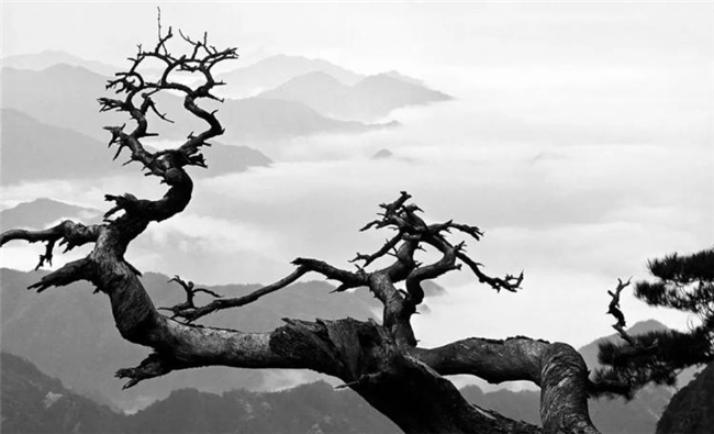 黑白光影里的黄山诗学，汪芜生用半世纪追寻山水摄影的禅意灵魂