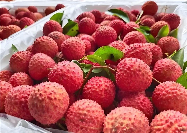 “荔枝界”顶流来了！镇隆荔枝高质量发展，助力乡村甜蜜振兴