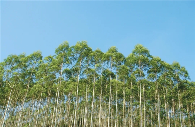 践行“两山”理念, APP(中国)以绿色实践推进行业可持续发展 践行“两山”理念, APP(中国)以绿色实践推进行业可持续发展