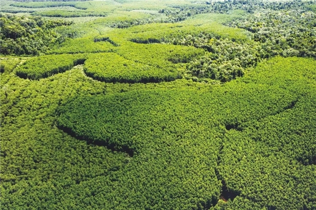 践行“两山”理念, APP(中国)以绿色实践推进行业可持续发展 践行“两山”理念, APP(中国)以绿色实践推进行业可持续发展