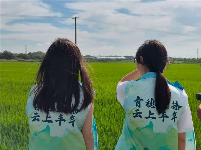 青穗直播，云上丰年(图1)