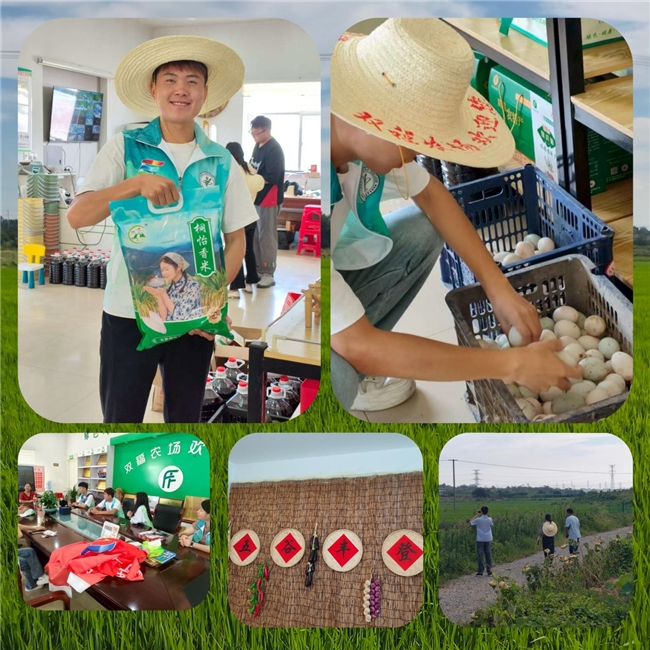 青穗直播，云上丰年(图3)