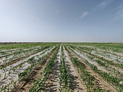 新疆农发集团与新农垦集团等单位签约 成立油莎豆产业联盟