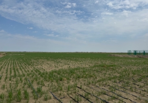 新疆农发集团与新农垦集团等单位签约 成立油莎豆产业联盟