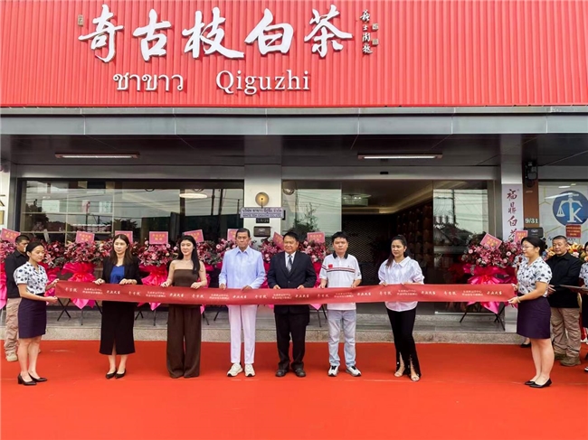 第一家在海外开设运营中心的白茶品牌奇古枝白茶：实际行动践行出海