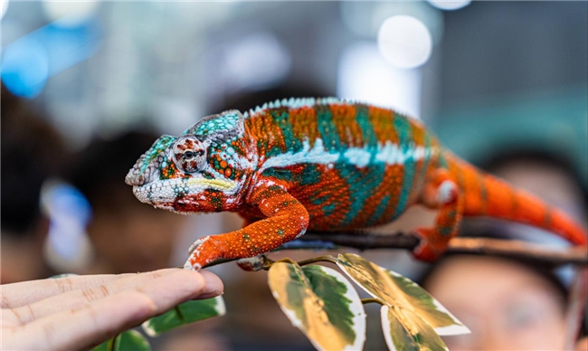 与REPTIZOO（瑞皮）相聚2025CIPS，共赴科技养爬新纪元