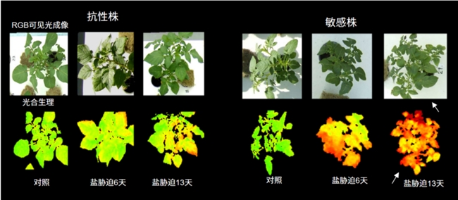 标杆引领 口碑印证&mdash;&mdash;杭州绿色思维科技国产化叶绿素荧光成像设备获多领域权威用户认可